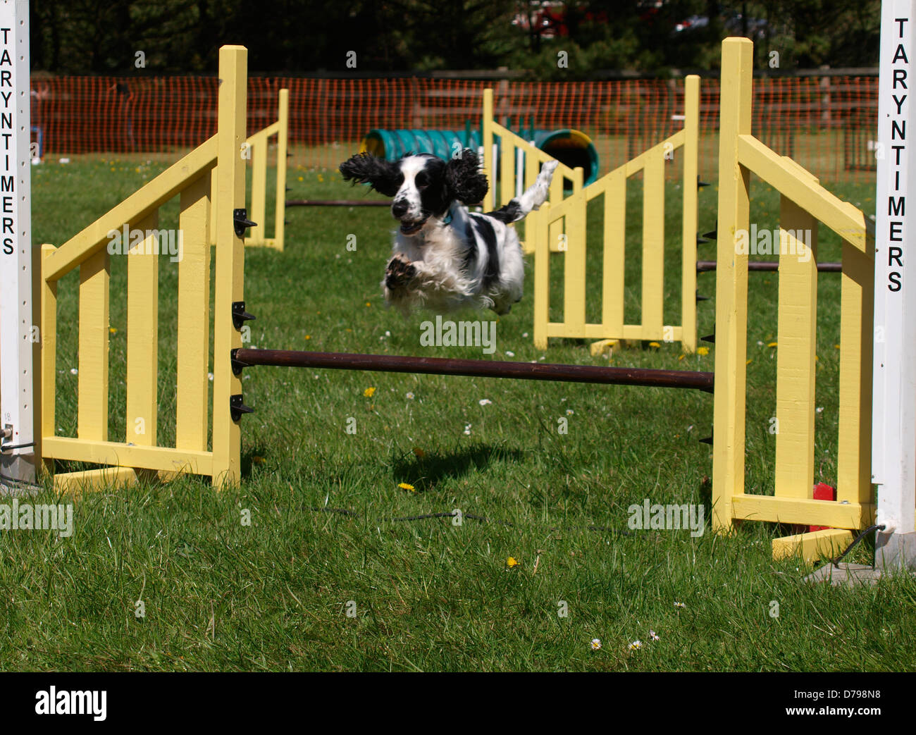 Dog agility competition at the Royal Cornwall Showground,The Cornwall