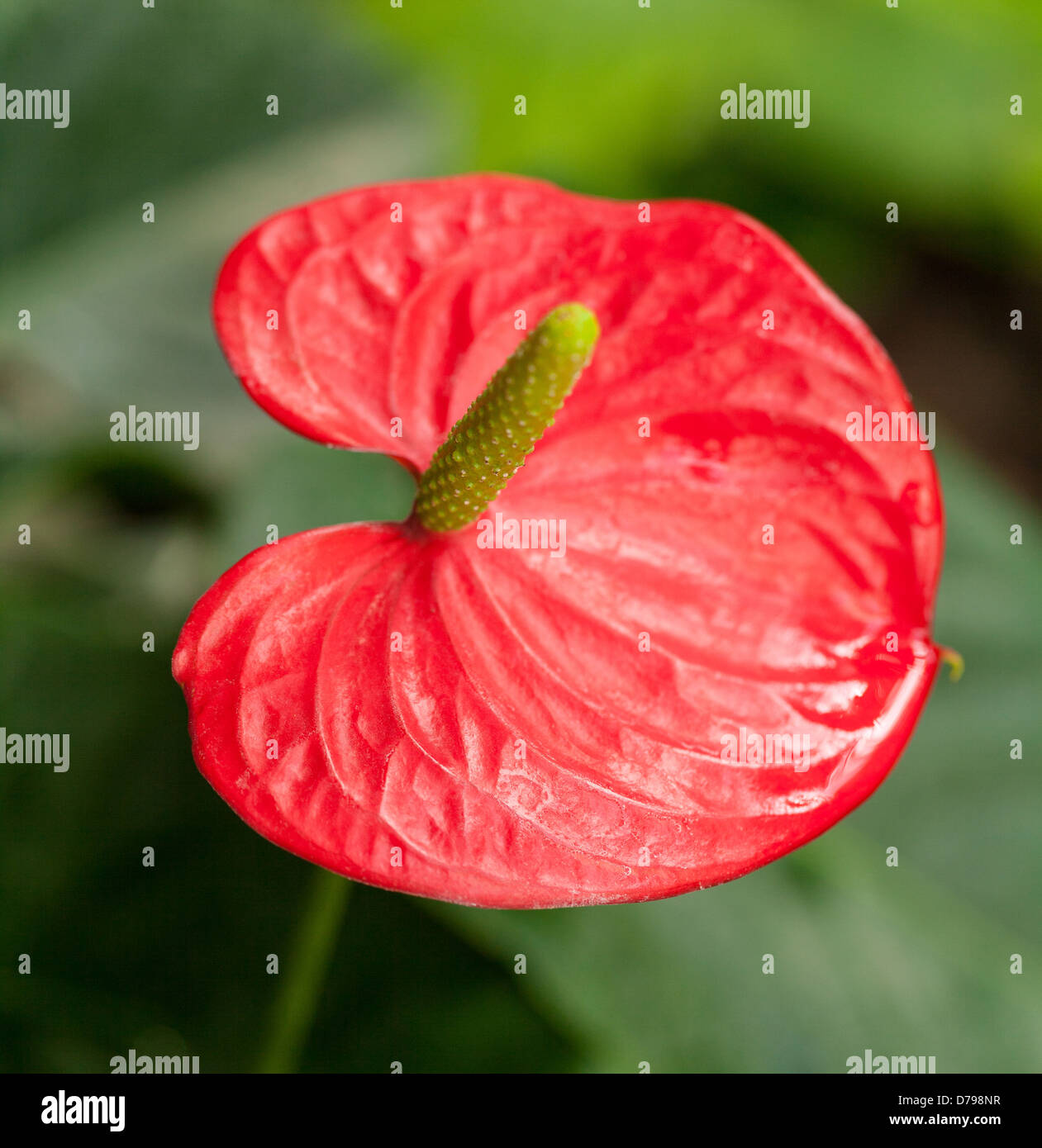 Horizontal shot beautiful red hi-res stock photography and images - Alamy