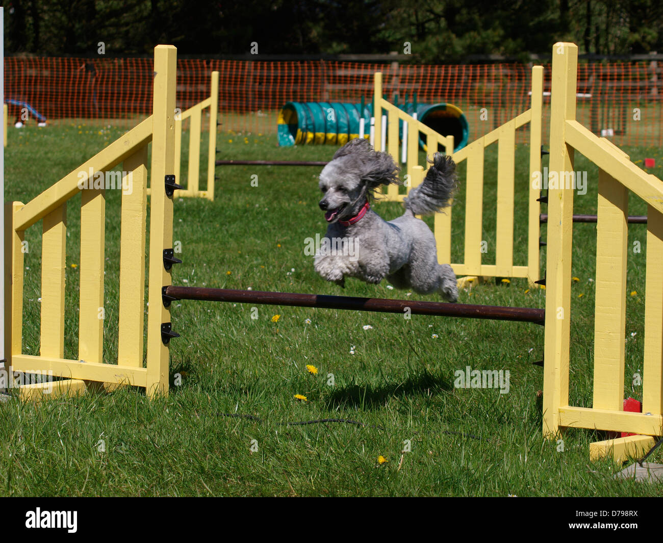 Dog agility competition at the Royal Cornwall Showground,The Cornwall