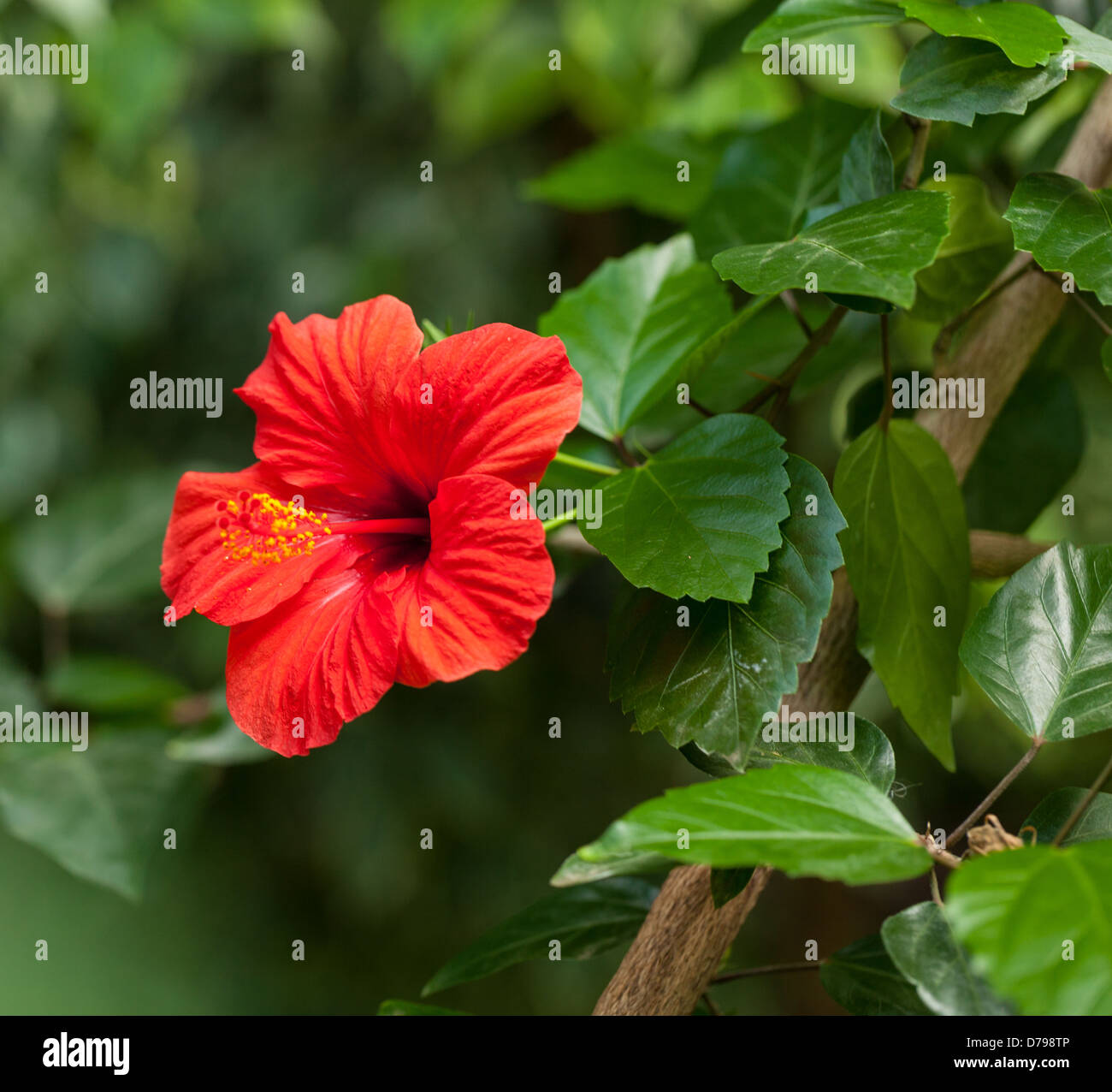 Beautiful hibiscus photography hi-res stock photography and images - Alamy