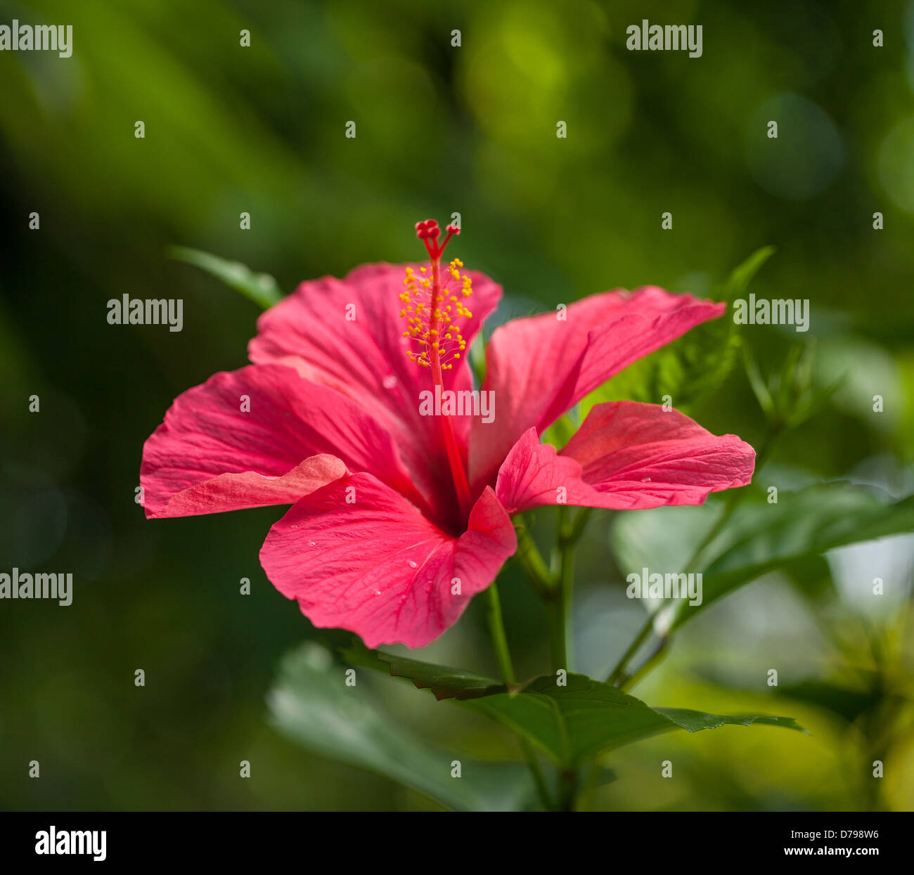 Beautiful hibiscus photography hi-res stock photography and images - Alamy