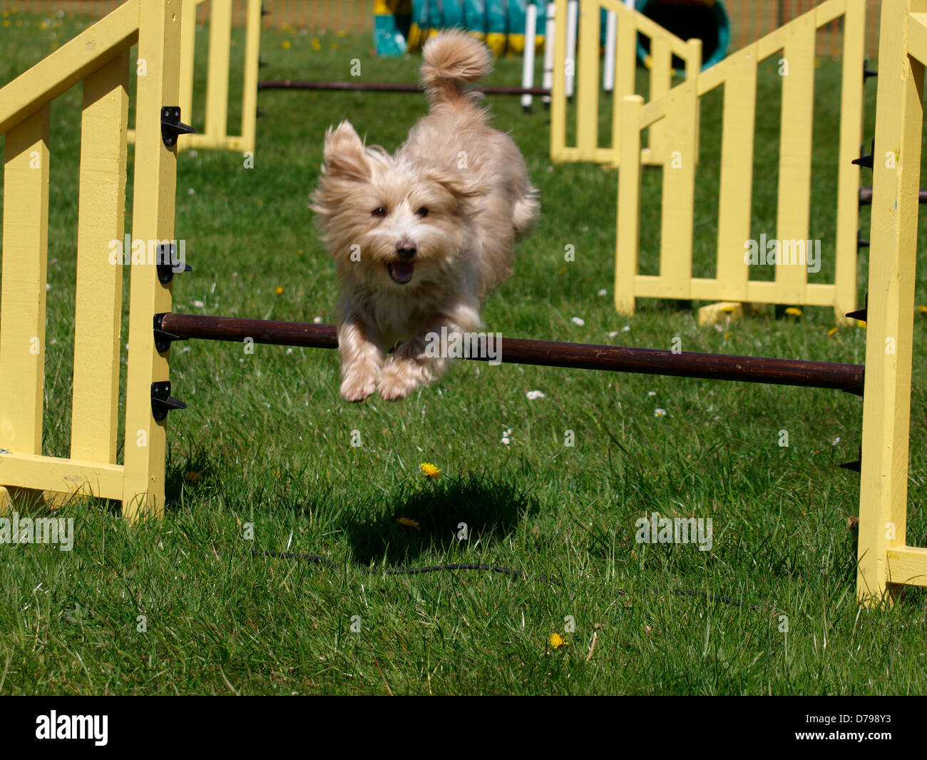 Dog agility competition at the Royal Cornwall Showground,The Cornwall