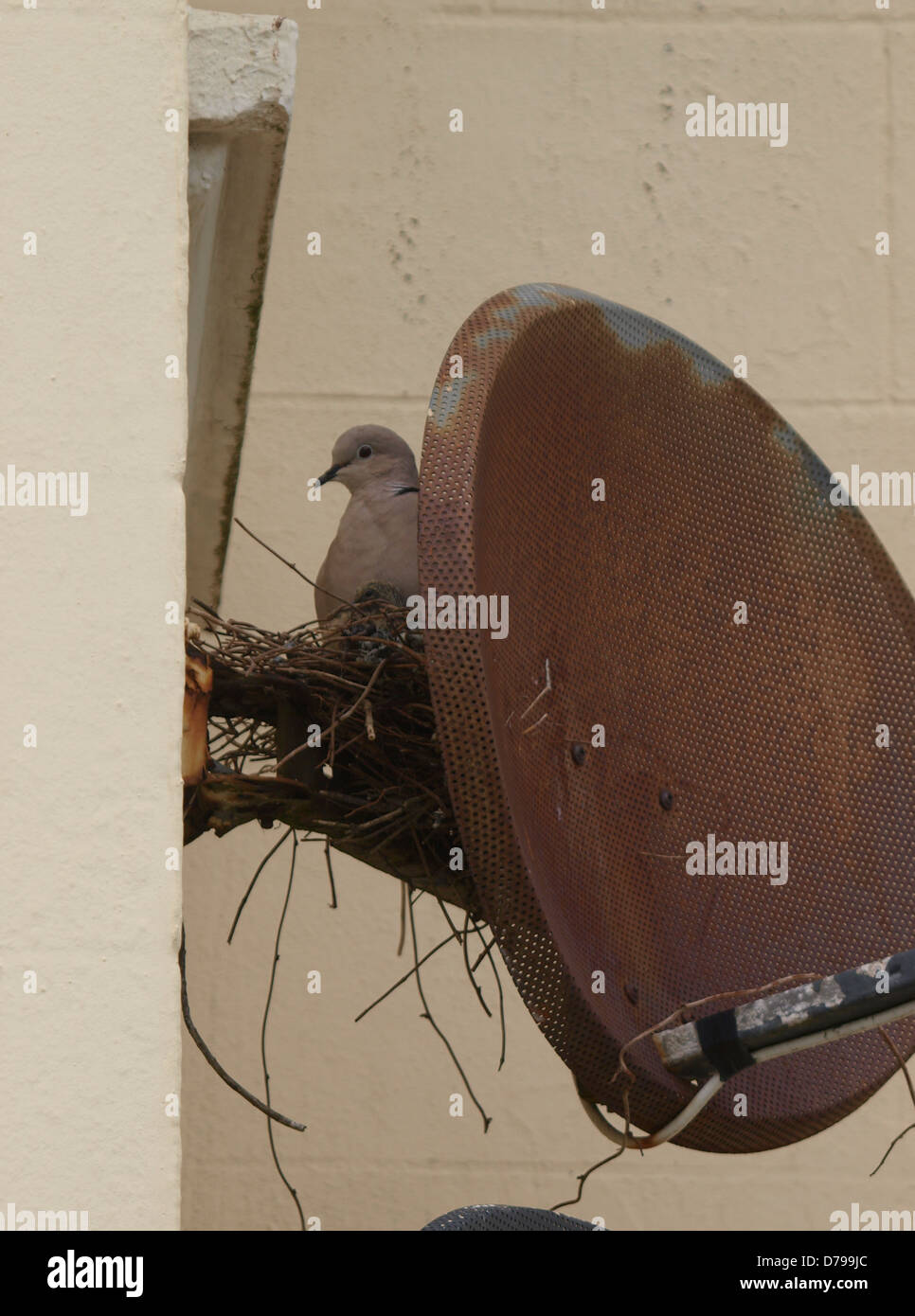 Collared Dove, Steptopelia decaocto nesting behind a old Sky satellite dish Stock Photo