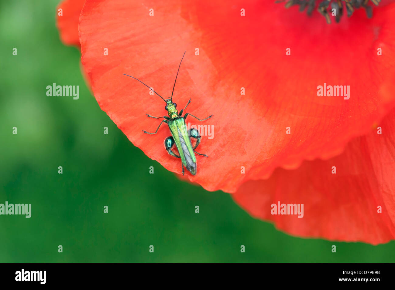 Part view of red Field poppy, Papaver rhoeas, with Thick-legged Flower Beetle, Oedemera nobilis, on petal. Stock Photo