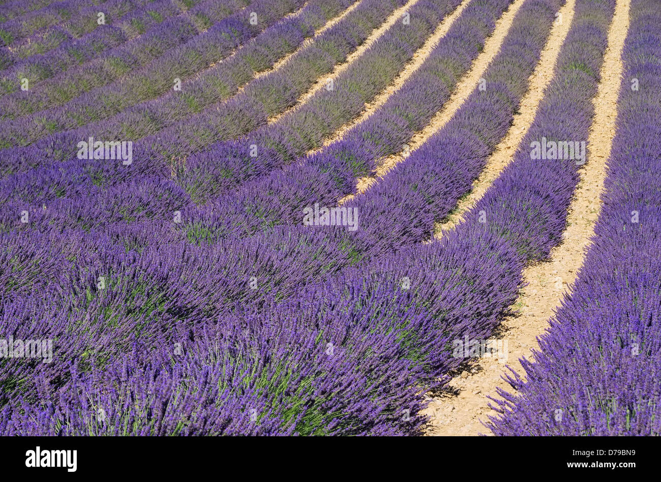 Lavendelfeld - lavender field 63 Stock Photo
