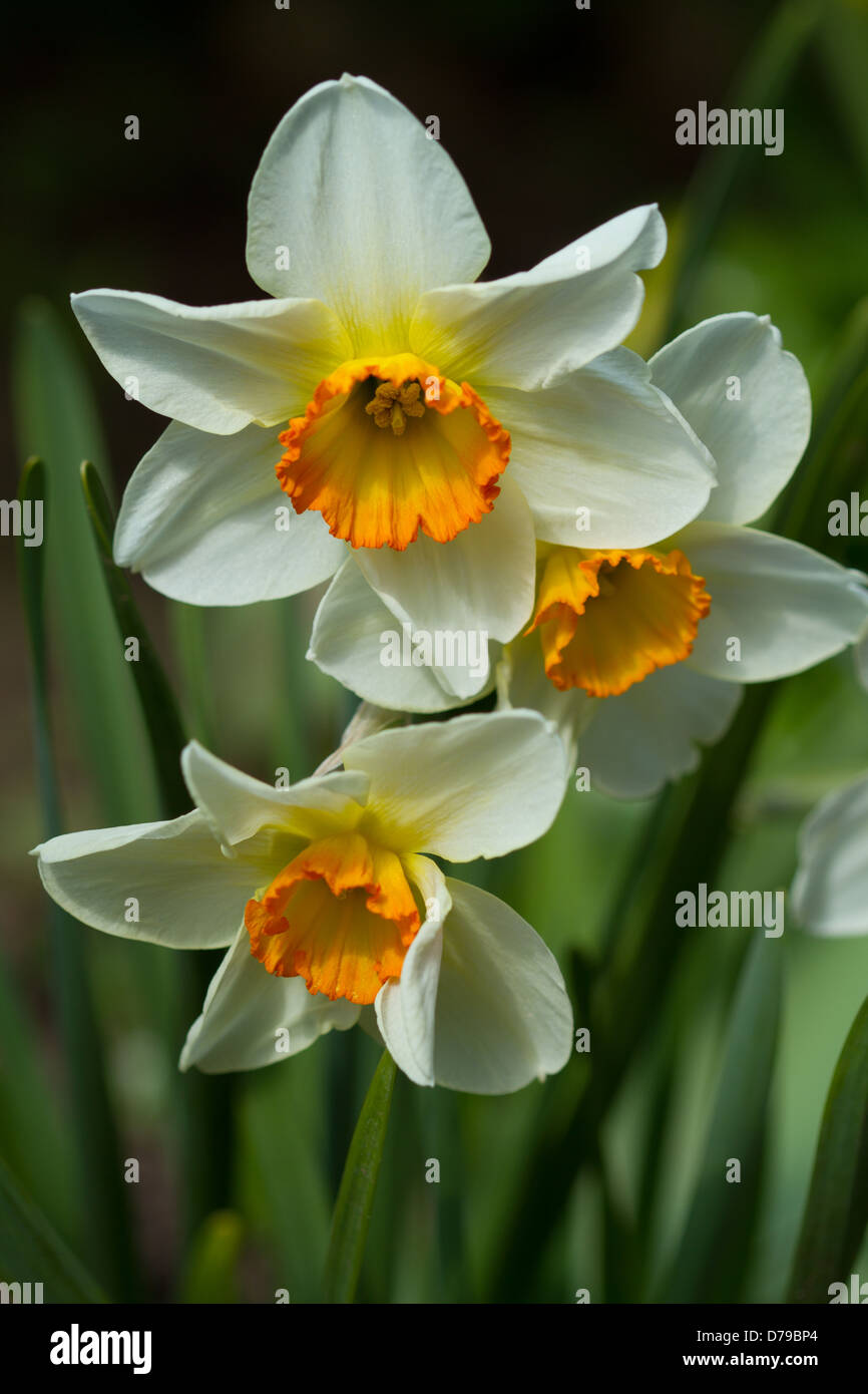 Orange and white Narcissus Jonquil Daffodil flowers Stock Photo Alamy