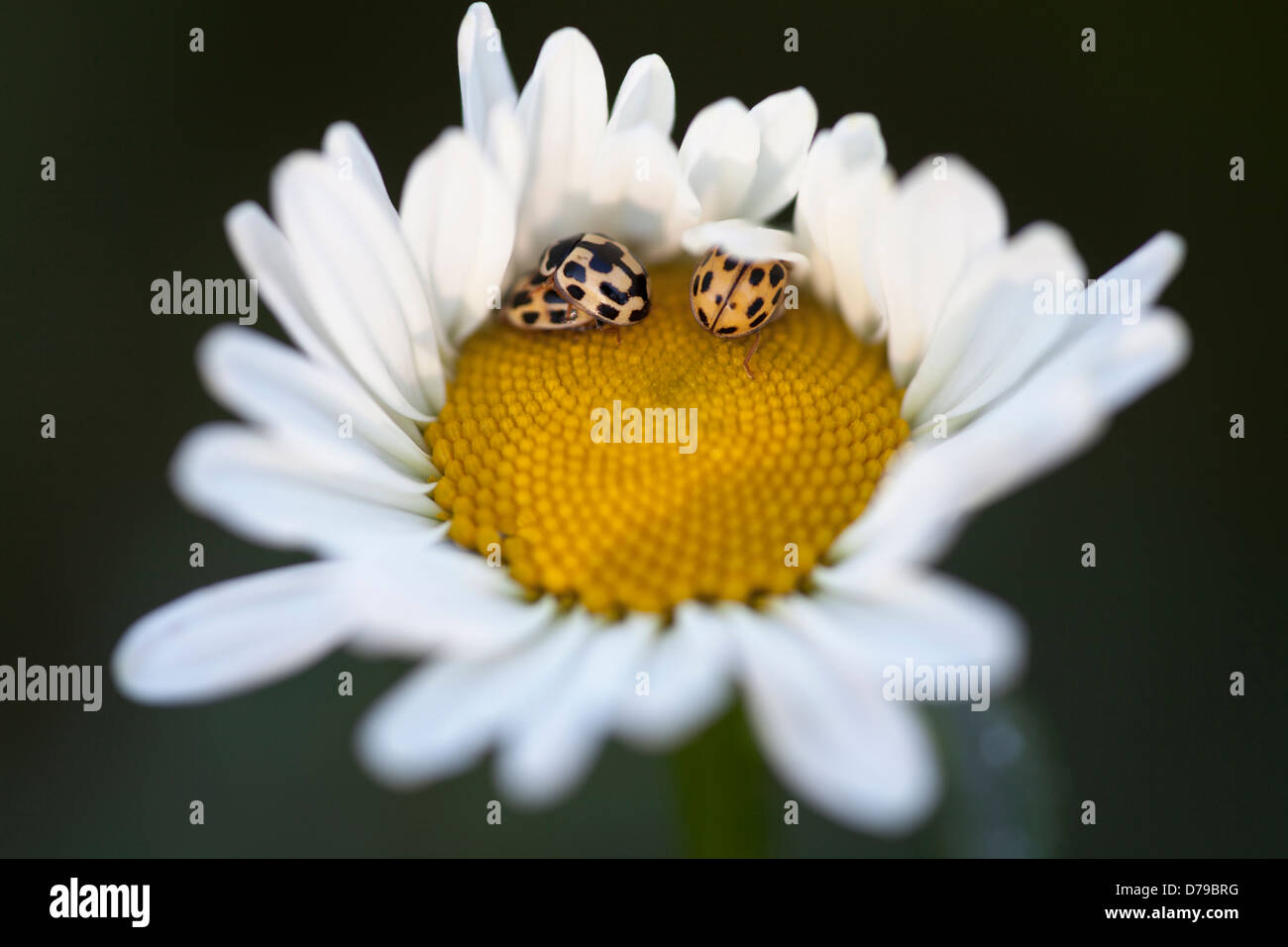 Three Harlequin ladybirds on yellow centre of Ox-eye daisy. Stock Photo