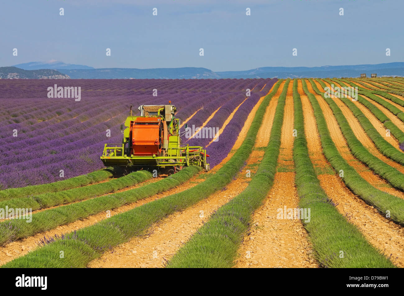 Lavendelfeld Ernte - lavender field harvest 06 Stock Photo