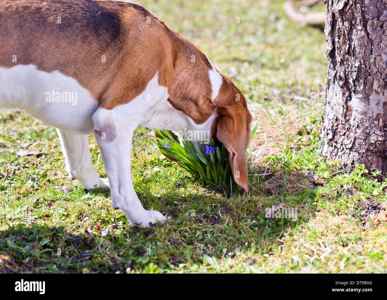 The dog smells the first spring flowers Stock Photo Alamy