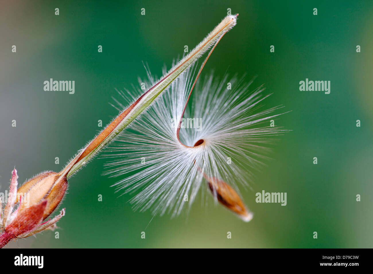 Seed head of Pelargoium x hortorum with curved stem of fine hairs to aid wind dispersal. Stock Photo