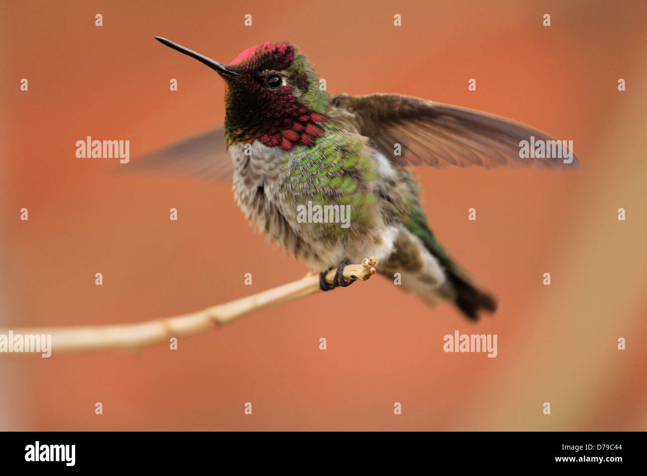 Anna's Hummingbird male (Calypte anna) Stock Photo