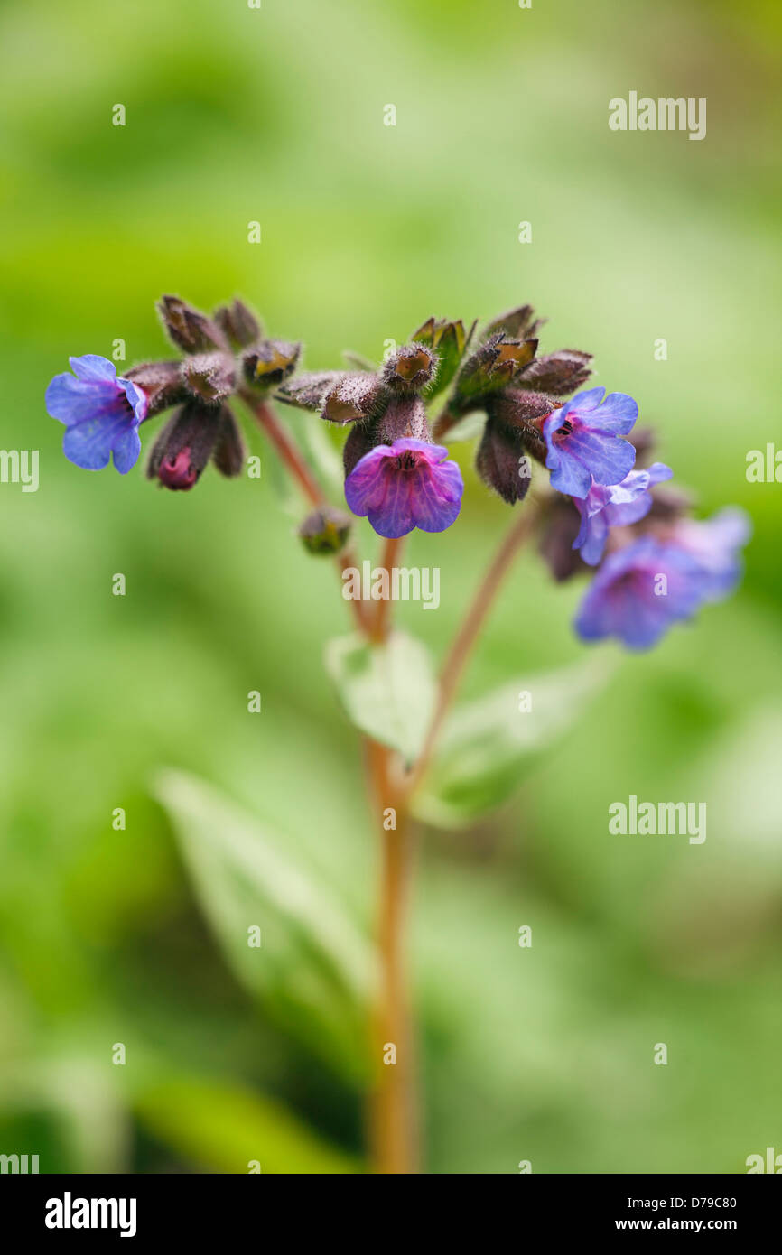 Flower head of Pulmonaria angustifolia Mawsons Blue with tubular flowers of blue and pink on branched stem. Stock Photo