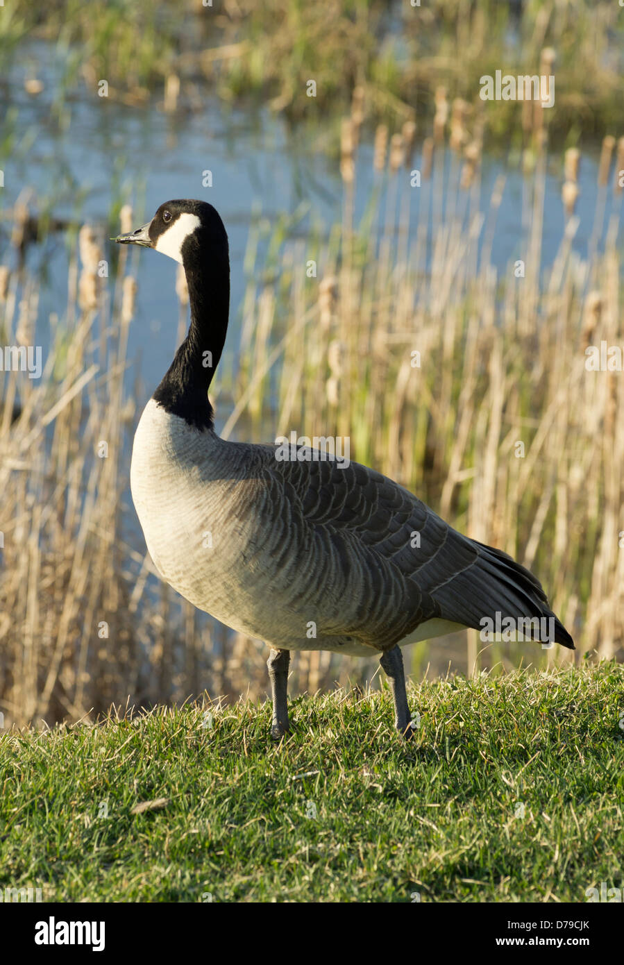 Goose pond hi-res stock photography and images - Alamy