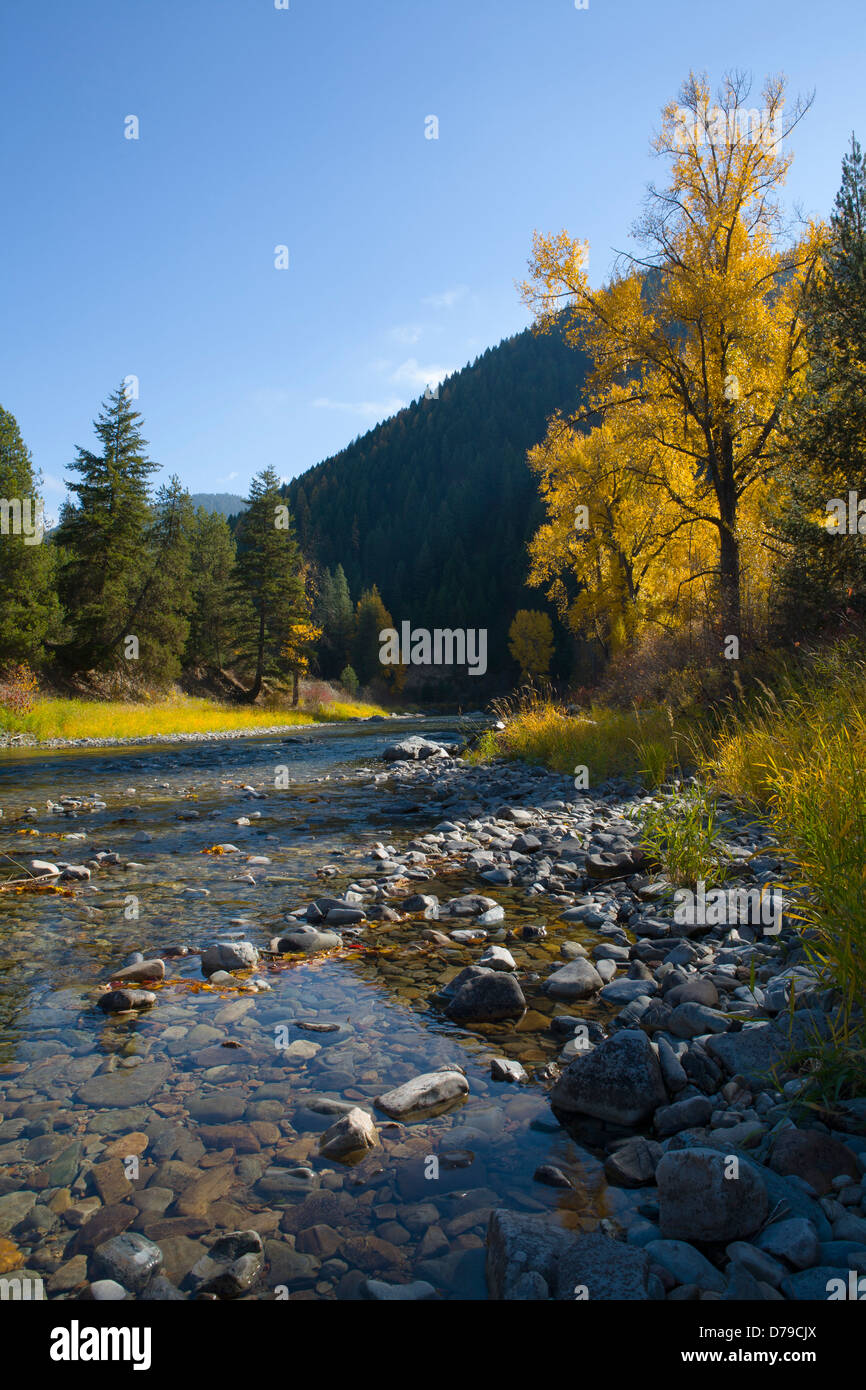Cottonwood trees are a blaze of yellow along the Saint Regis River, MT. Stock Photo