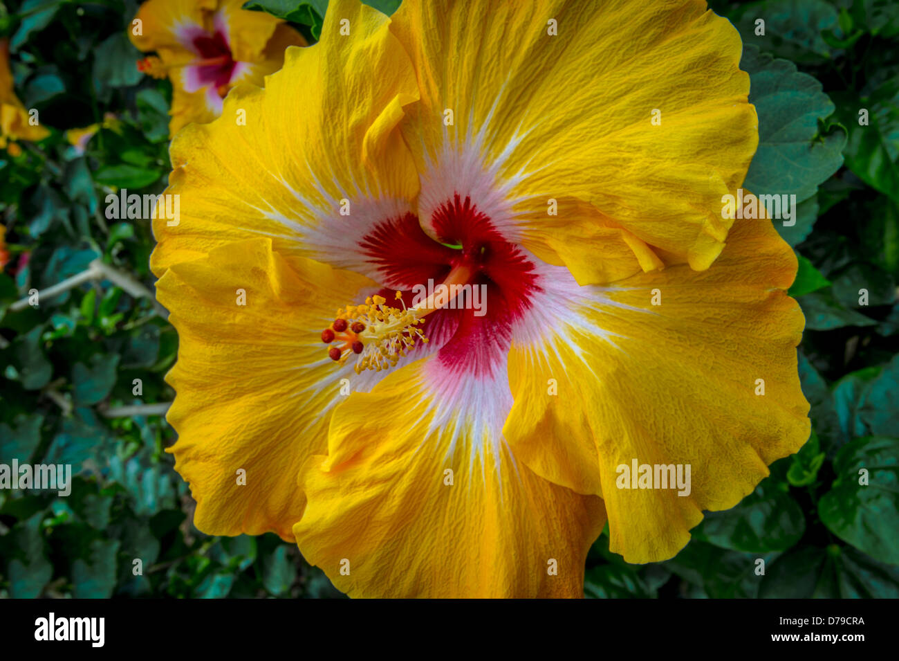 Large Tropical Yellow Hibiscus Flower Stock Photo