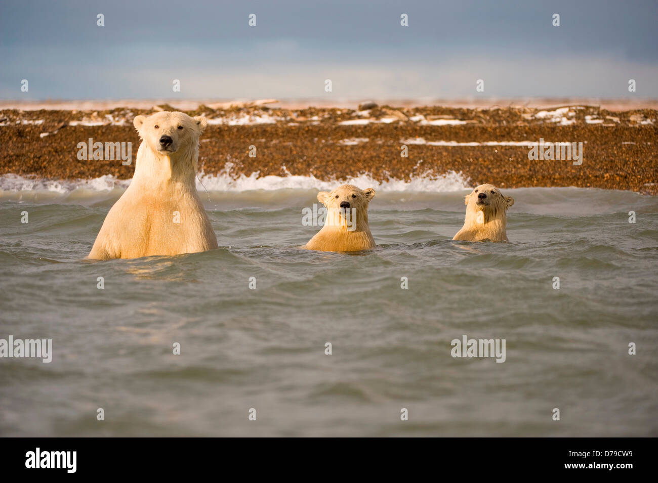 polar bear Ursus maritimus sow pair spring cubs in waters off Bernard Spit as they wait fall freeze up to head out onto sea ice Stock Photo