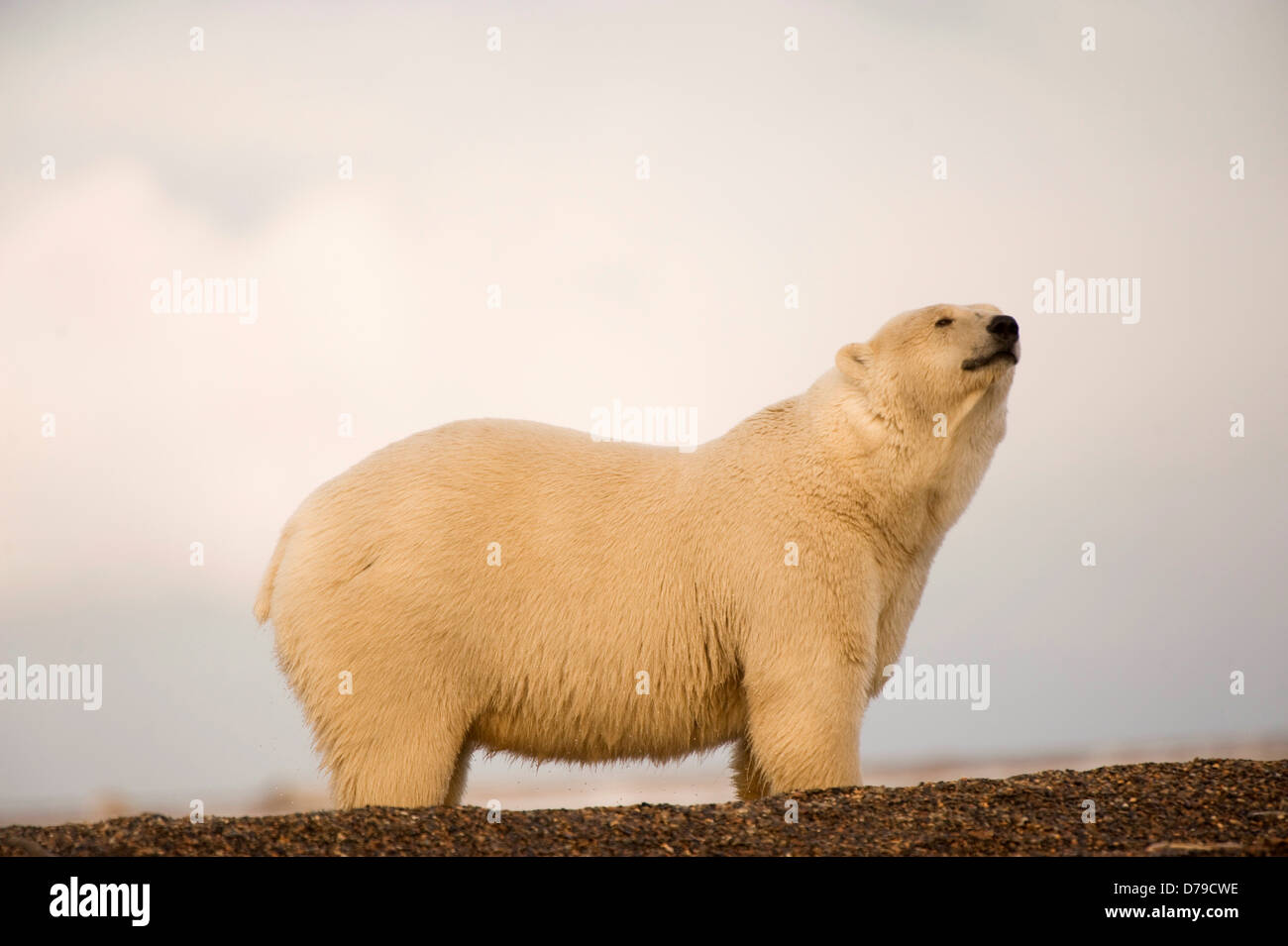 polar bear Ursus maritimus sow scents air as it waits fall freeze up on barrier island Bernard Spit 1002 area Arctic National Stock Photo