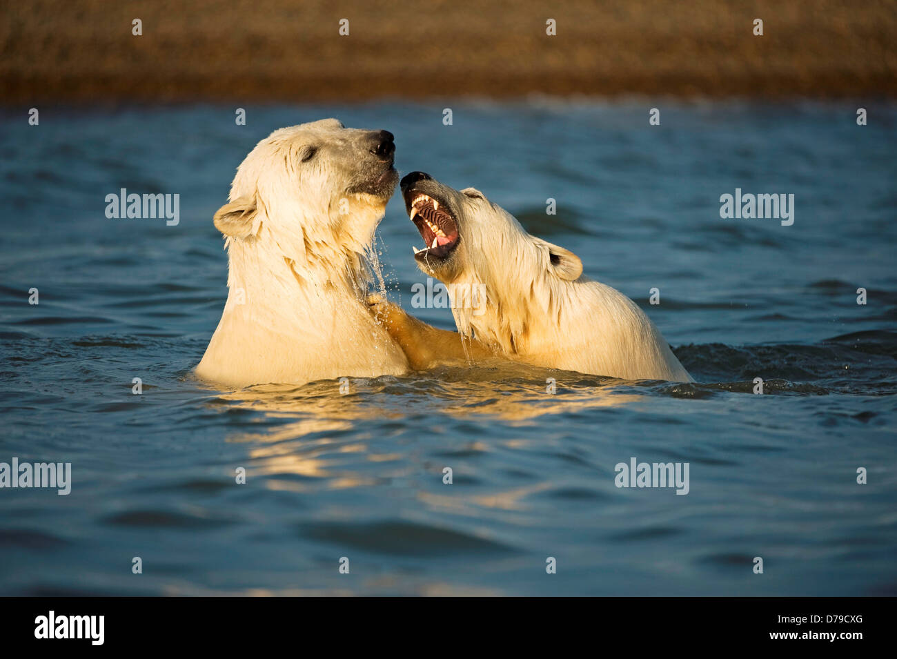 polar bear Ursus maritimus pair cubs play one another in water as they wait fall freeze up along Bernard Spit 1002 area Arctic Stock Photo