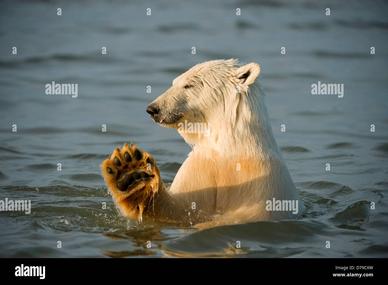 polar bear Ursus maritimus profile young bear playing in water as it waits fall freeze up off Bernard Spit 1002 area Arctic Stock Photo