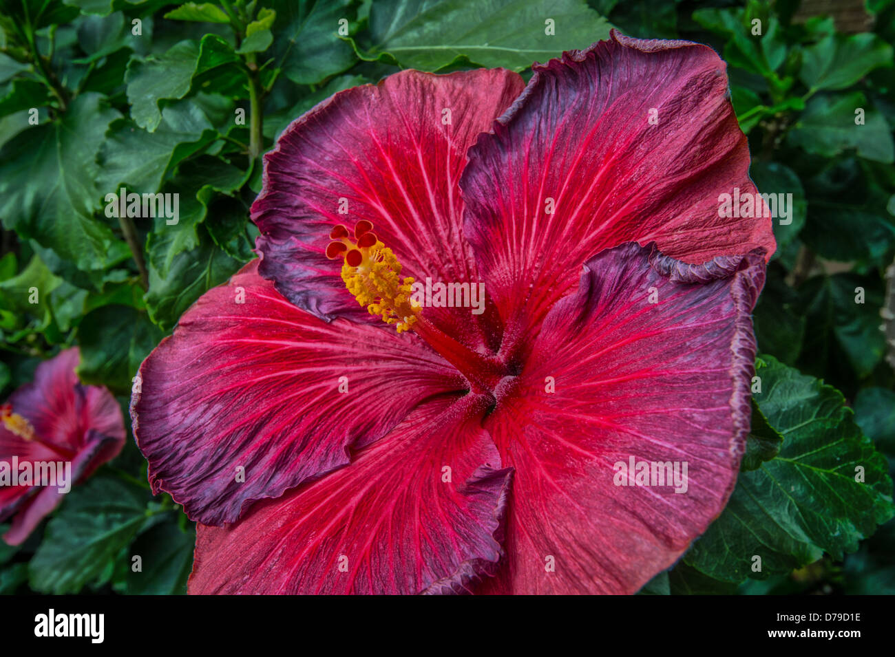 Large Tropical Red Hibiscus Flower Stock Photo