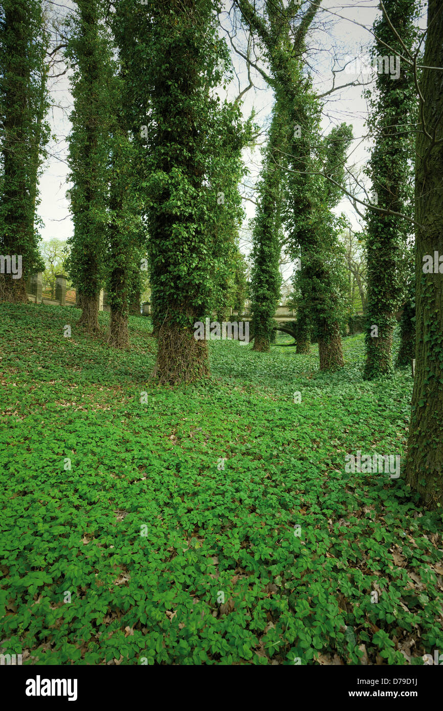 big trees in park covered in ivy or green natural background Stock Photo
