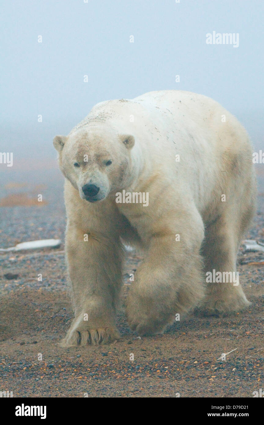 polar bear Ursus maritimus large boar walking along Bernard Spit as it waits fall freeze up 1002 area Arctic National Wildlife Stock Photo