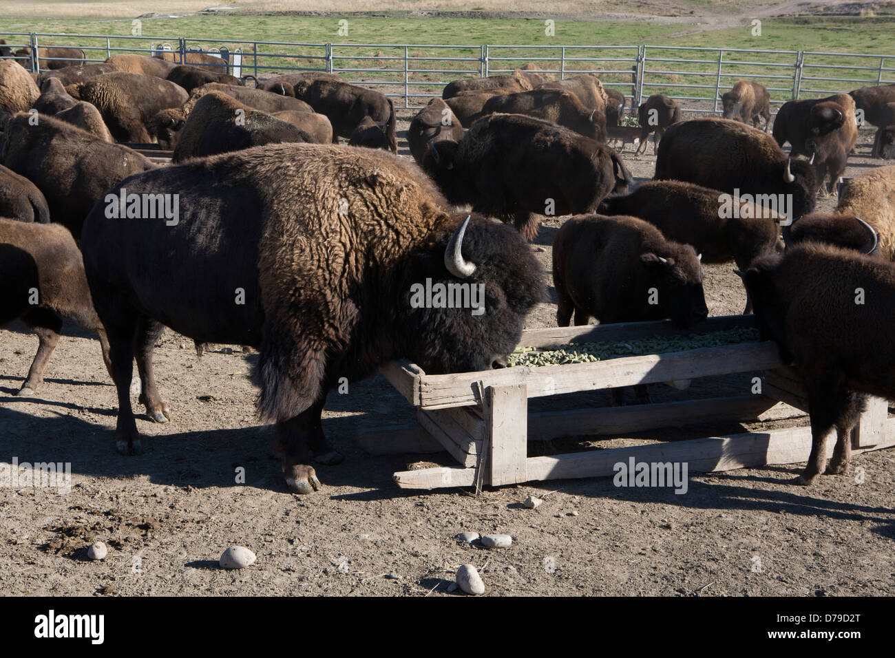 Bison ranching hires stock photography and images Alamy