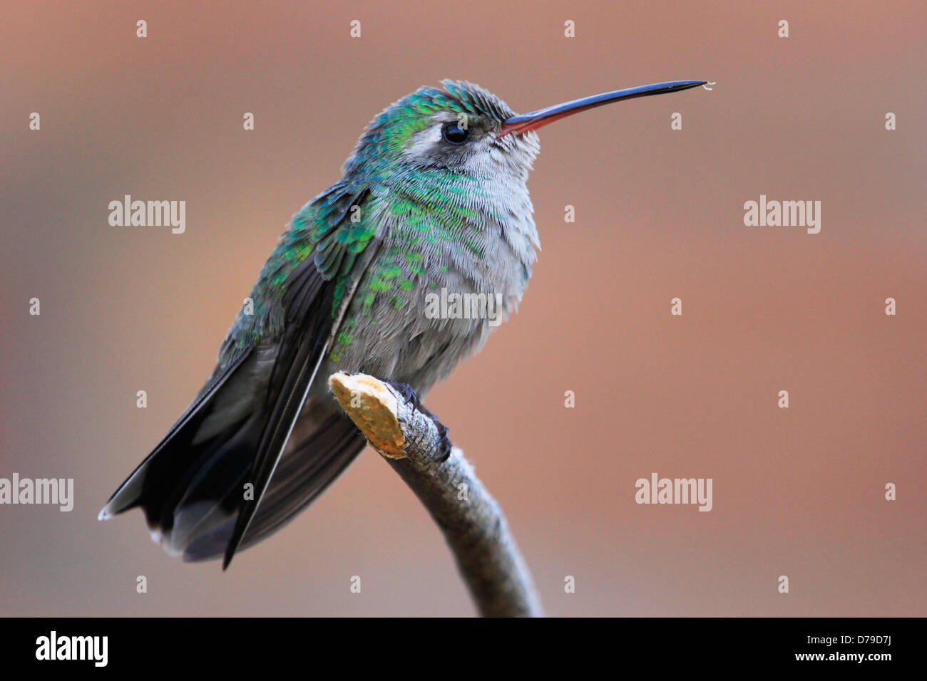Broad-tailed hummingbird female (Selasphorus platycercus) Stock Photo