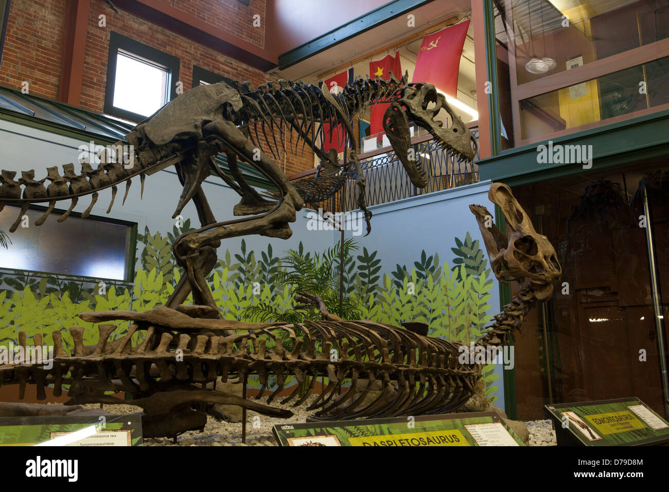 Daspletosaurus Is Closing In For The Kill On A Prostrate Edmontosaurus In Diorama Museum Of World Treasures Wichita Ks Stock Photo Alamy