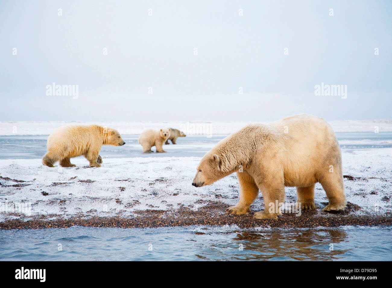 polar bear Ursus maritimus group boars sows cubs gather on barrier island off coast in autumn as they wait fall freeze up to Stock Photo