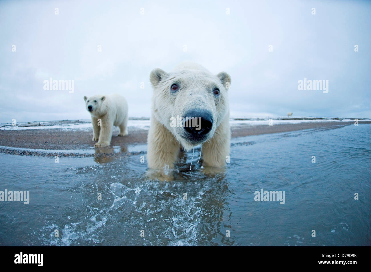 polar bear Ursus maritimus pair curious young bears along Bernard Spit as they wait fall freeze up along coast 1002 area Arctic Stock Photo