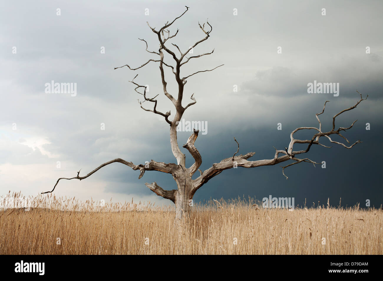 Dead Elm tree, Ulmus procera, standing against grey, cloudy sky in open area of reeds. Stock Photo