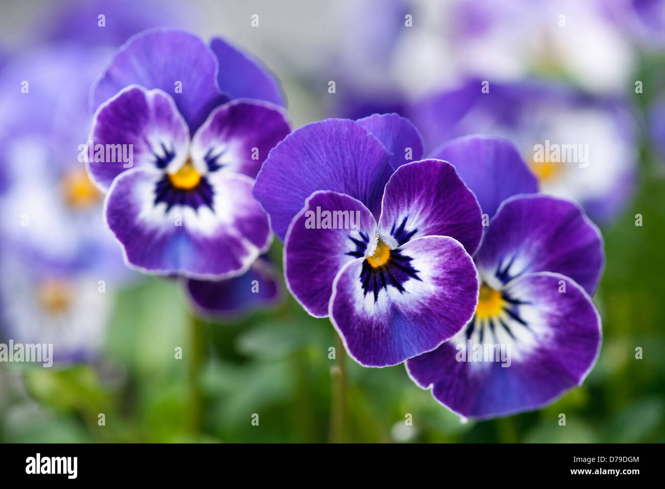 F1 Viola Delft Blue. Three flowers with blue and white petals and yellow at centre. Stock Photo