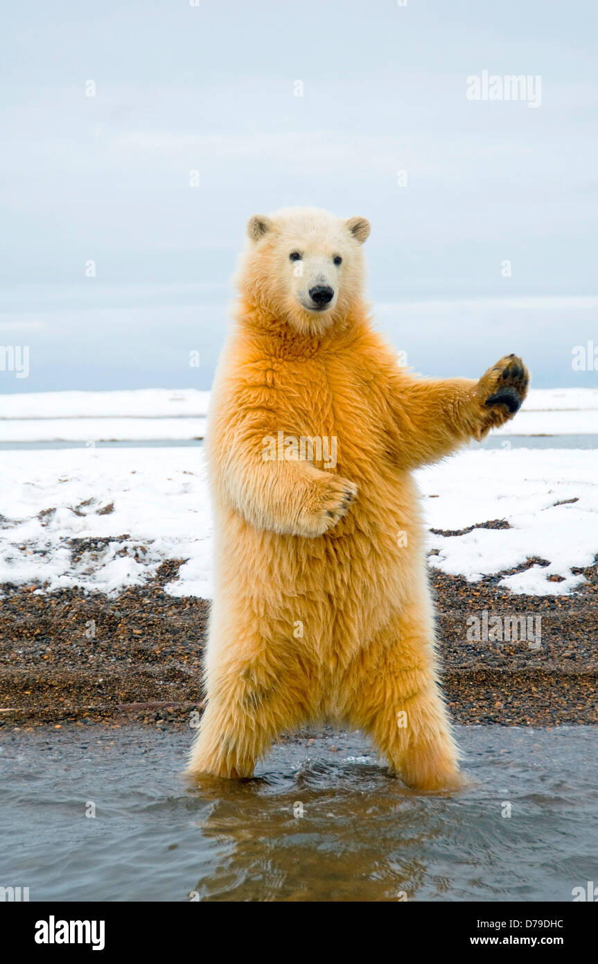 polar bear Ursus maritimus spring cub stands tries to balance itself almost as if it's dancing along Bernard Spit 1002 area Stock Photo