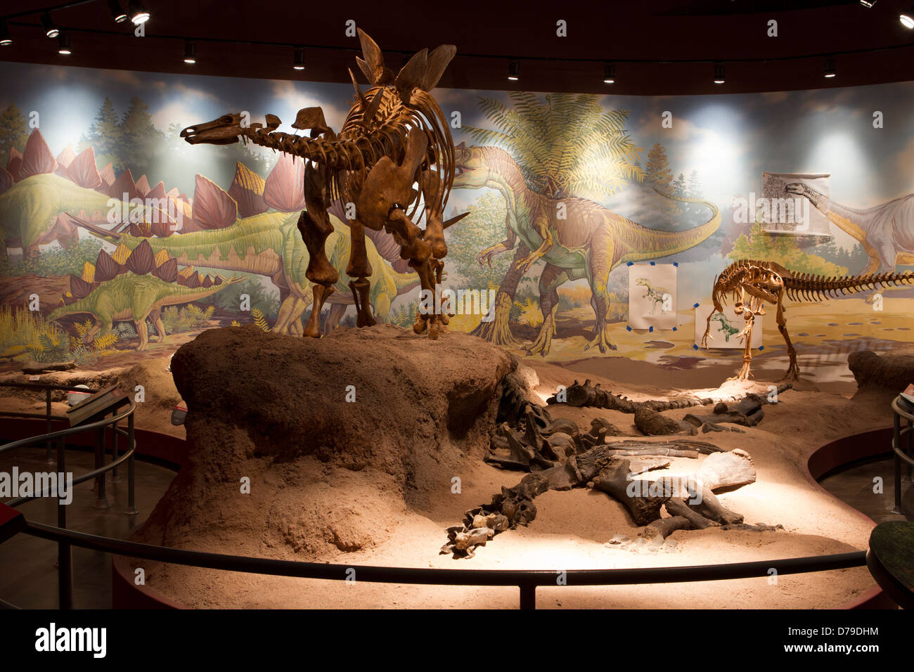 Stegosaurus and Allosaurus skeletons in the Jurassic Gallery at the Utah Field House of Natural History, Vernal, UT. Stock Photo