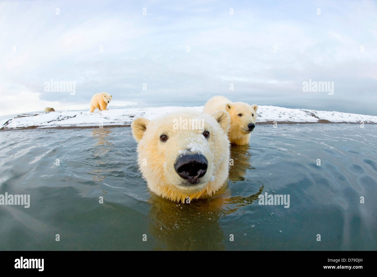 polar bear Ursus maritimus pair curious spring cubs in water along Bernard Spit waiting fall freeze up 1002 area Arctic Stock Photo