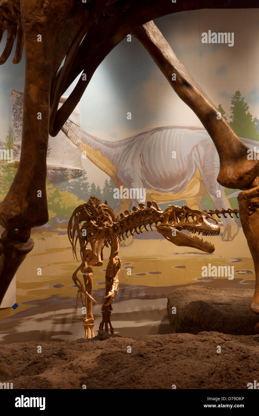 Allousaurus skeleton before a mural (framed Stegosaurus legs), Jurassic Gallery, Utah Field House of Natural History, Vernal, UT Stock Photo