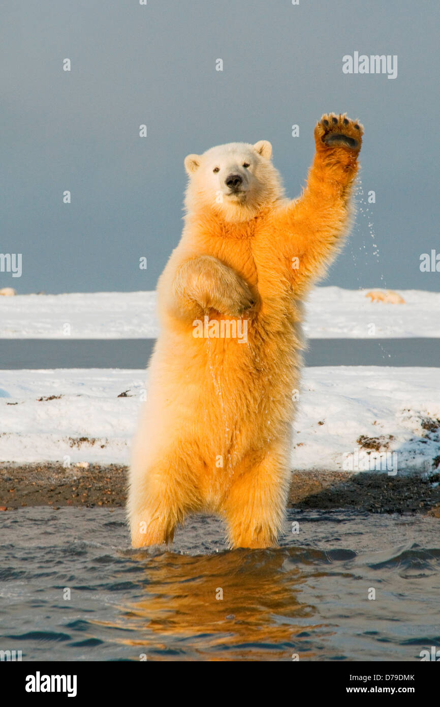 polar bear Ursus maritimus spring cub stands tries to balance itself almost as if it's playing catch or waving along Bernard Stock Photo