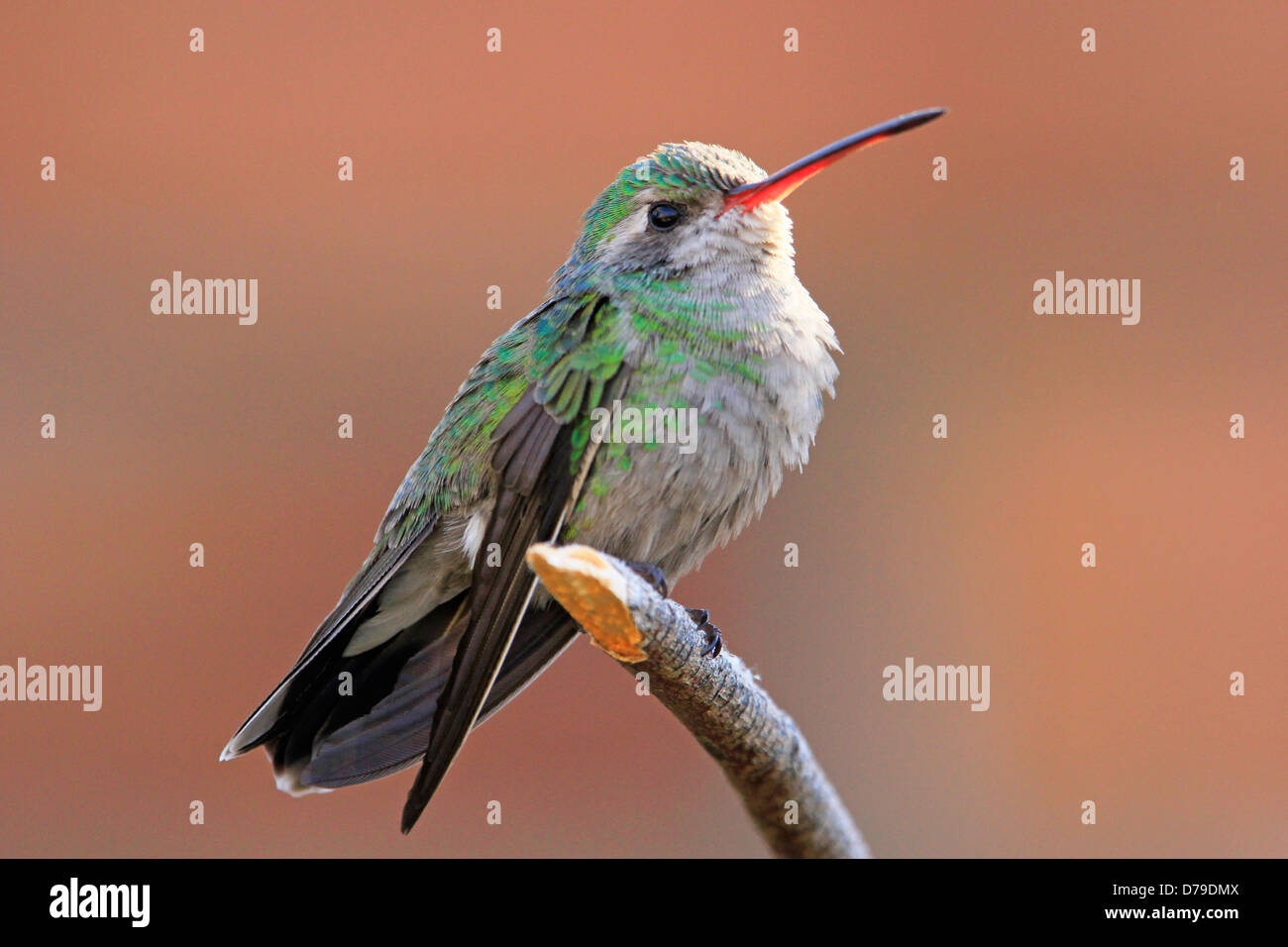 Broad-tailed hummingbird female (Selasphorus platycercus) Stock Photo