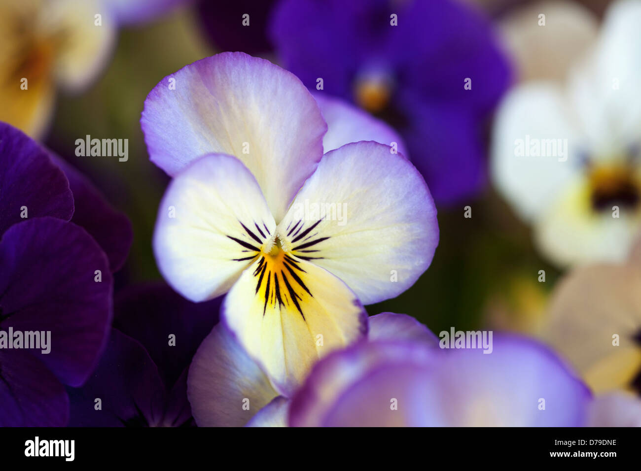 Purple and white flowers of the Pansy, Viola 'Sorbet Ocean Breeze', growing outdoors in a garden. Stock Photo
