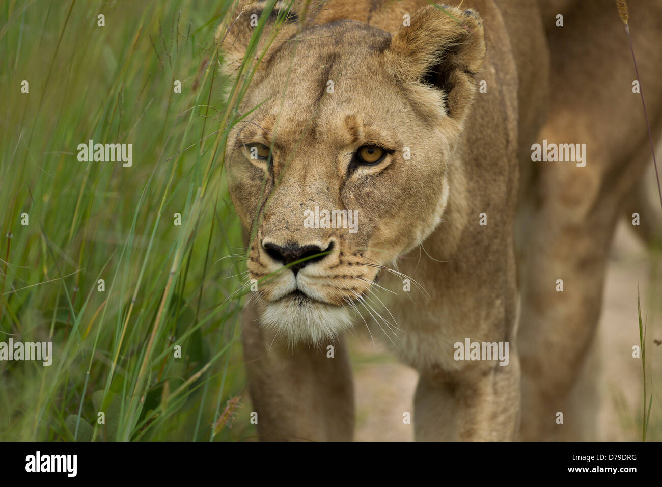 lioness close up, on the move, Antelope park, Zimbabwe Stock Photo