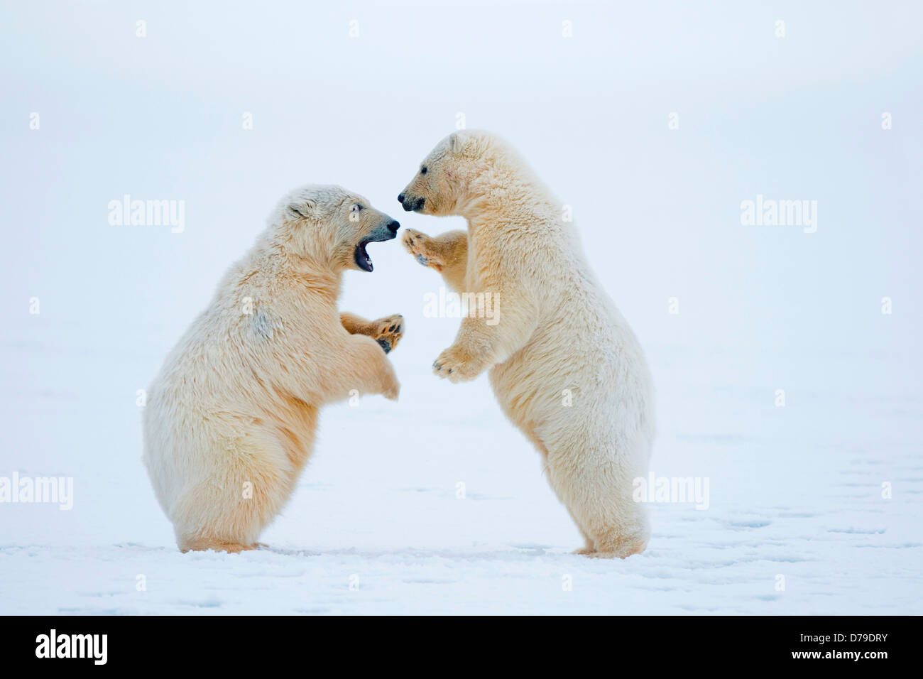 polar bear Ursus maritimus pair spring cubs play one another along Bernard Spit during fall freeze up 1002 area Arctic National Stock Photo