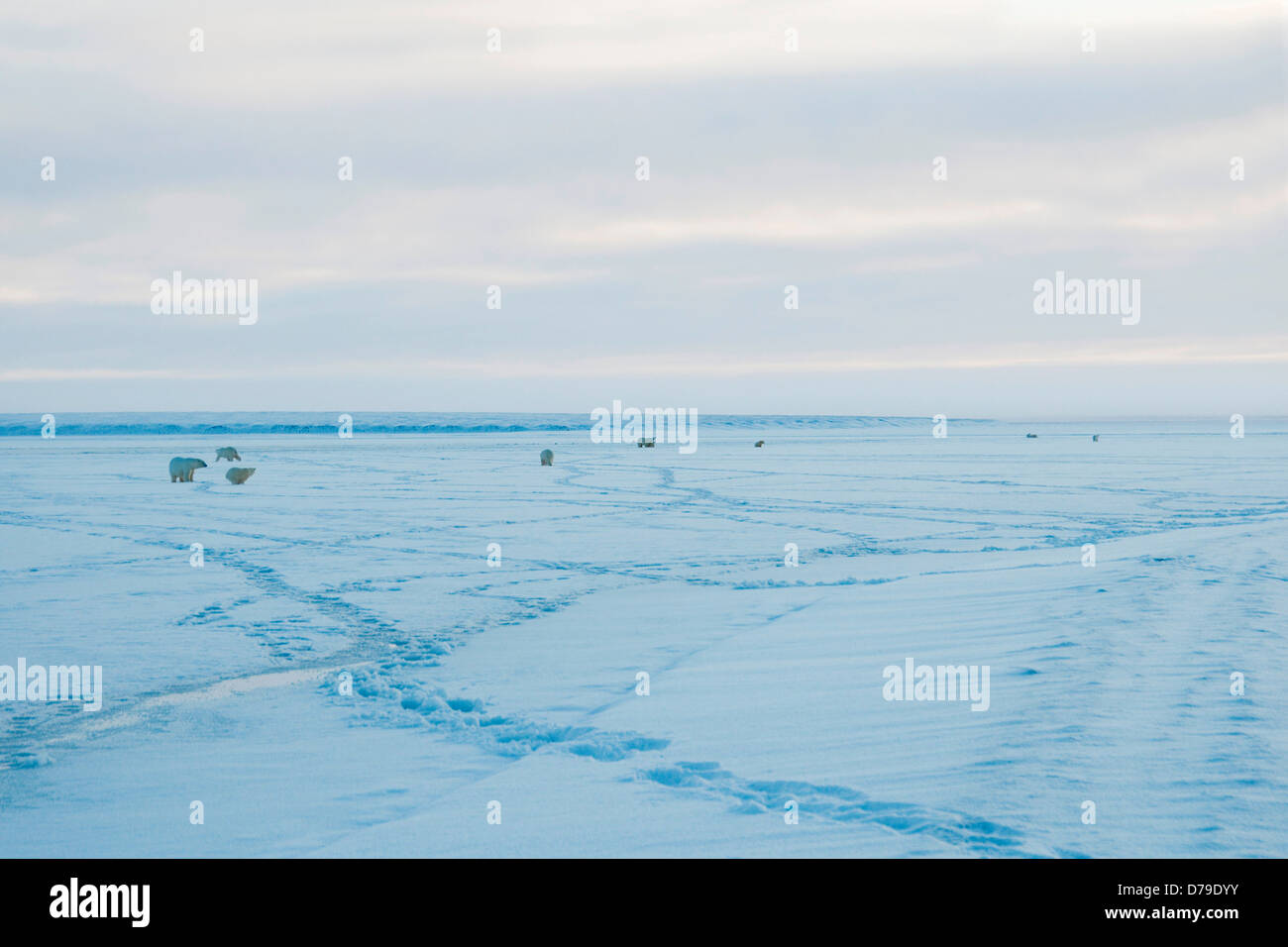 polar bears Ursus maritimus hanging out walking over newly formed pack ice along Bernard Spit during fall freeze up 1002 area Stock Photo