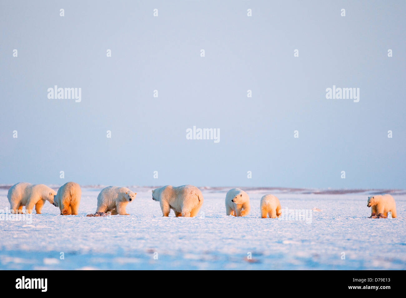 polar bear Ursus maritimus group boars sows cubs gather along pack ice off coast in autumn feed on whale remains left along Stock Photo