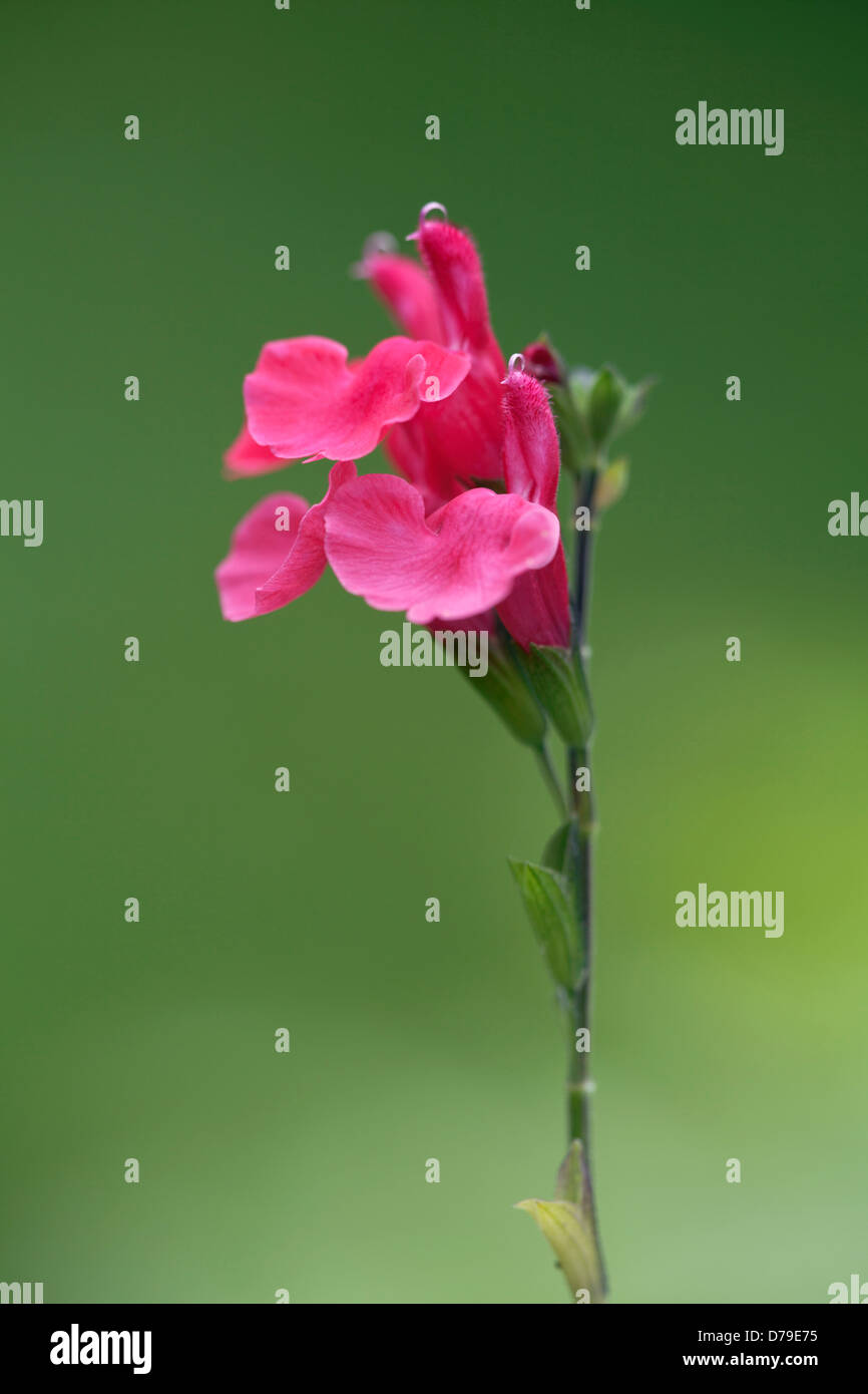 Spike of Salvia greggii with pink, two-lipped flowers Stock Photo