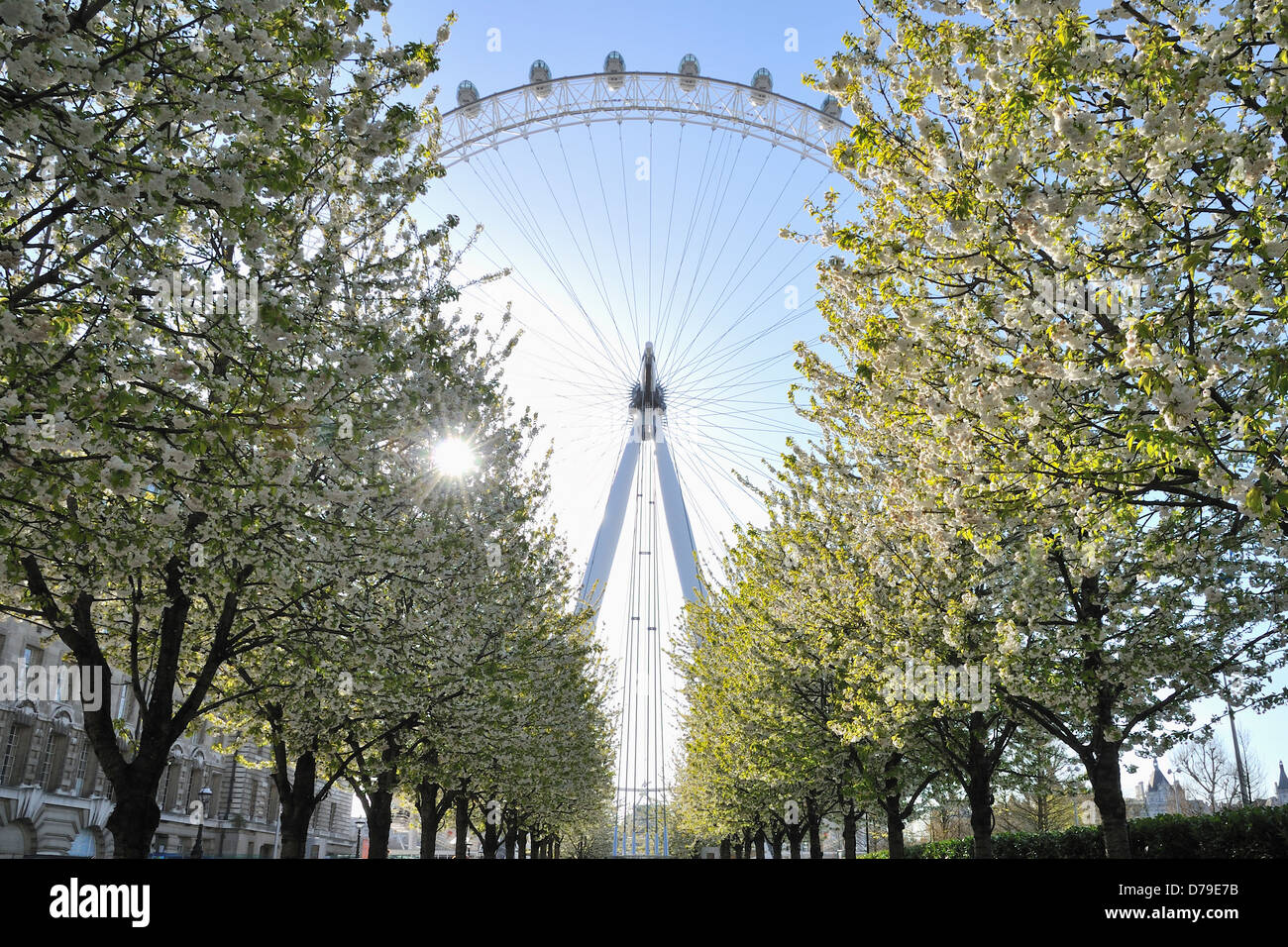 London Eye in spring, with sunlight and blossom on trees in foreground Stock Photo