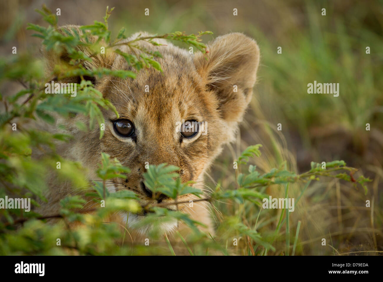 lion cub hiding behind bush Stock Photo