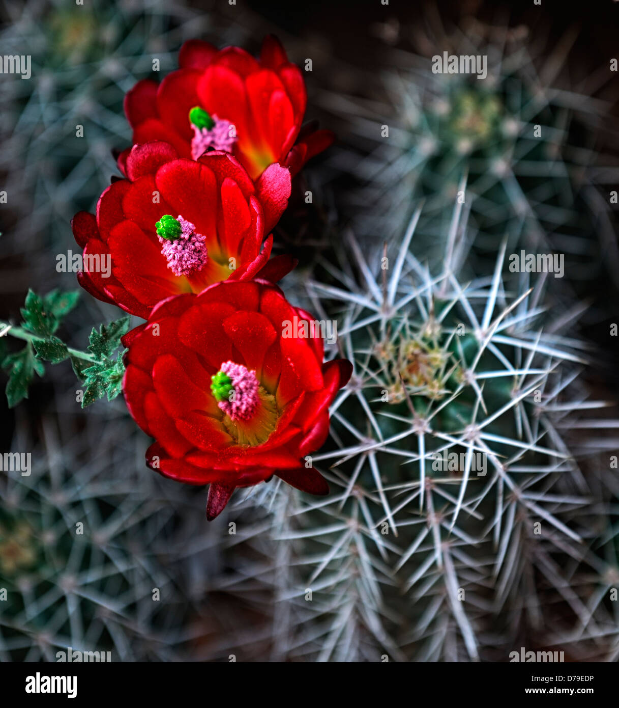 Red Claret Cup Hedgehog Mojave Mound Cactus Red Echinocereus Triglochidiatus Home Garden Plants Seedlings