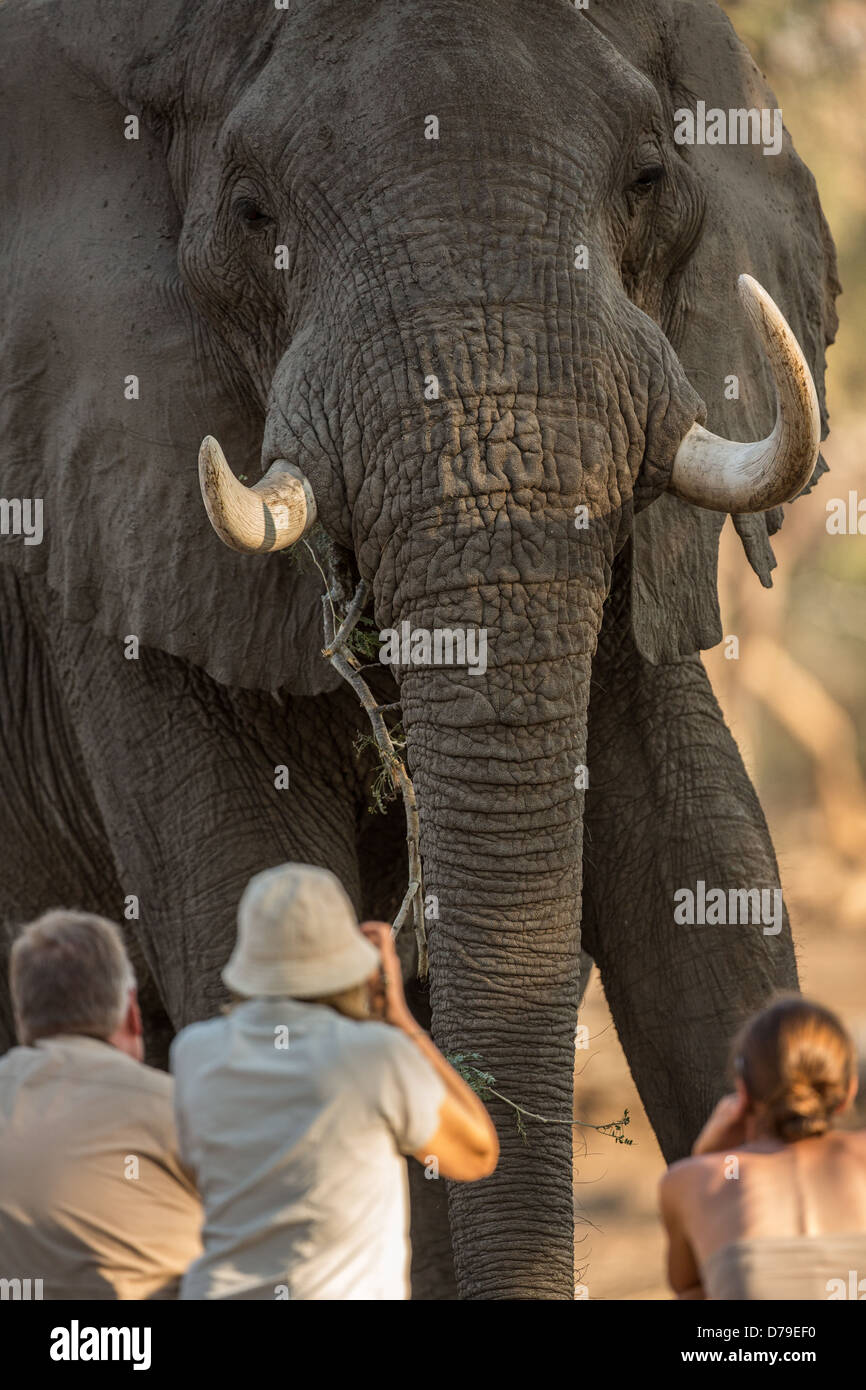 tourists sitting in front of eating elephant bull in Mana Pools, Zimbabwe Stock Photo