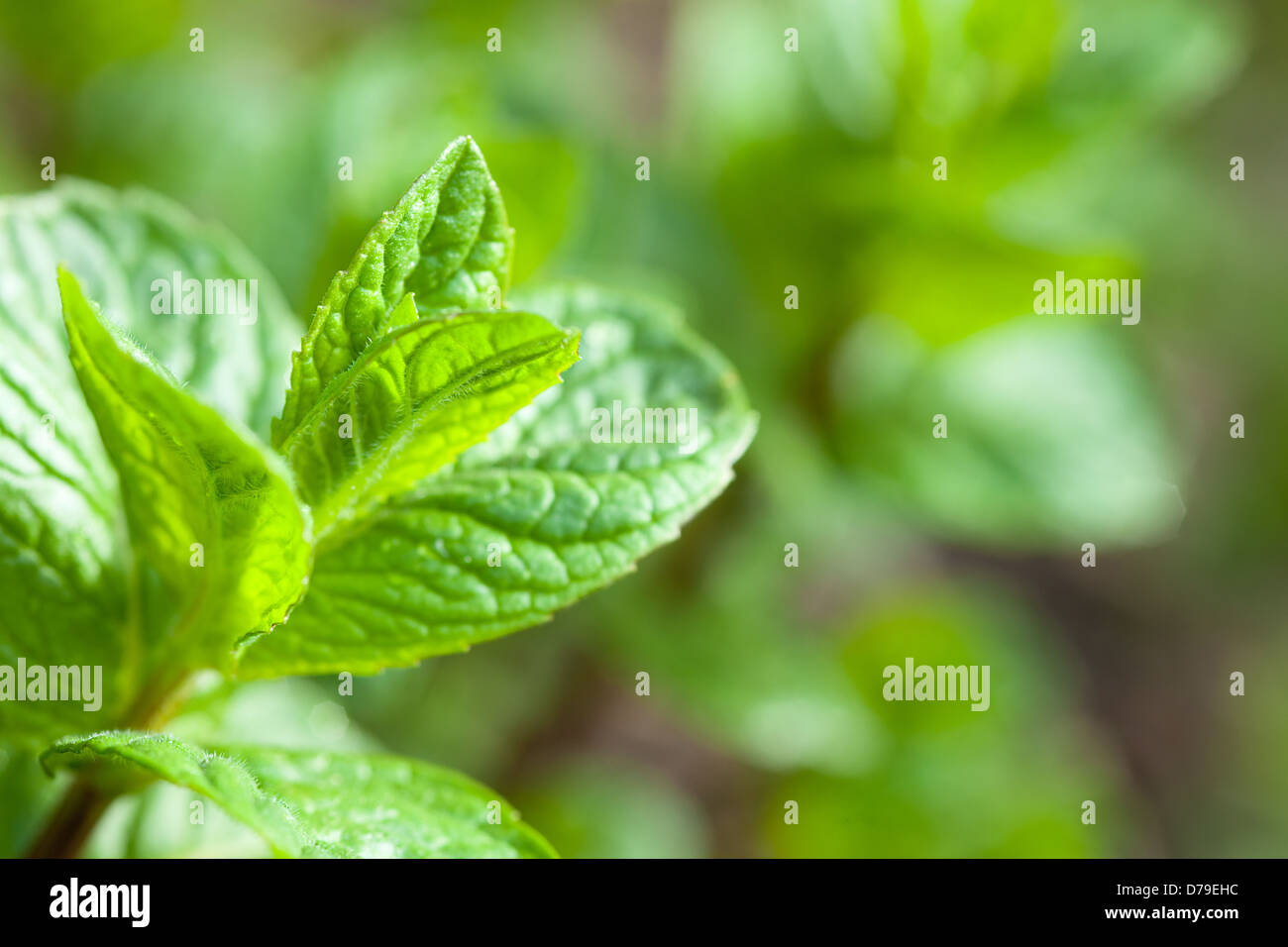 vegetated new peppermint with fresh green leaves Stock Photo